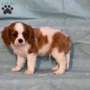 Sparkly, Cavalier King Charles Spaniel Puppy